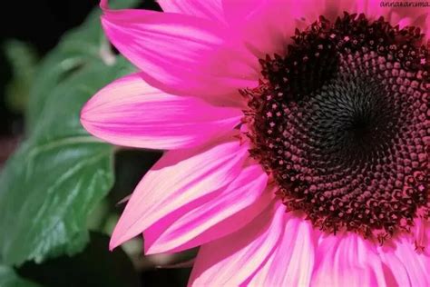 Midnight oil pink sunflowers - Pink Sunflowers. These flowers are a hybrid called Midnight Oil. Pink sunflowers are edible. The buds, petals and seeds of the sunflower are all edible -...